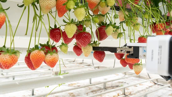 Greifer erntet Erdbeeren